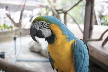 Blue, yellow, green, black and white parrot standing on a branch