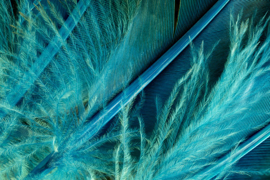 Green feathers Stock Photo by ©Rafinade 68214525
