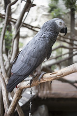 Fototapeta premium black and white parrot standing on a branch