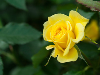 Yellow rose. Beautiful flower in the garden
