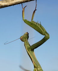 insect mantis