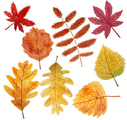 Autumn leaves hand painted with watercolors
