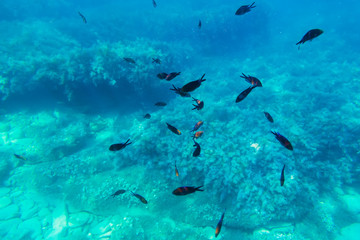 Fototapeta na wymiar Black fish in underwater. Wild life in blue ocean