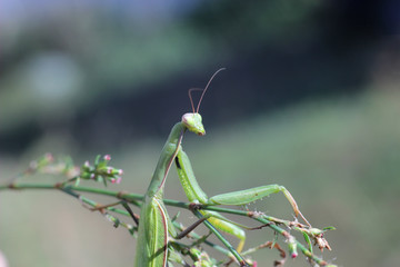 insect mantis