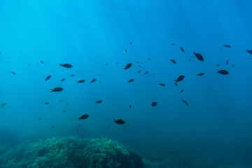 Fototapeta na wymiar Black fish and sun rays in underwater. Wild life in sea