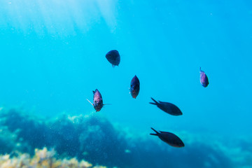 Fototapeta na wymiar Black fishes in blue ocean. Underwater photo with sun rays
