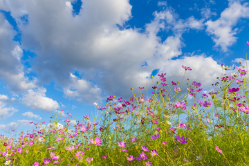 Obraz na płótnie Canvas cosmos flower field with blue sky background.