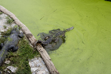 The crocodile in pond is swimming