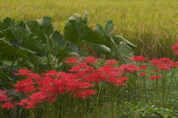 農地に咲いた彼岸花