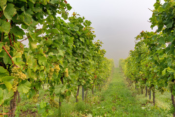 Vineyards in autumn. Autumnal landscape in the vineyards of Luxembourg at the Moselle on a foggy morning