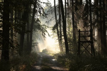 Rural road through the forest on a foggy morning 