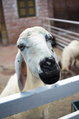 Fototapeta premium Cute white goat
