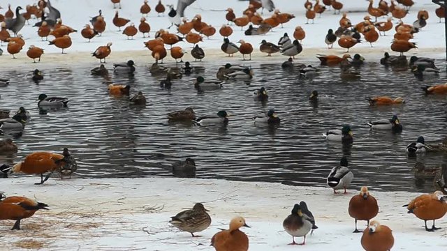 wild ducks by the watering place