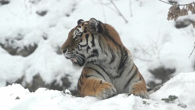 Amur tiger in snow looking anxious