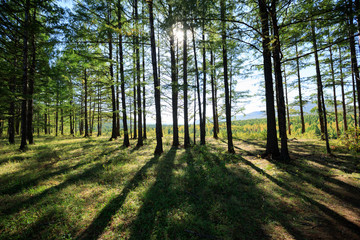 sunrise in the pine trees forest