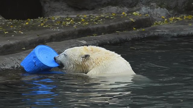 Young polar bear with plastic toy playing in water