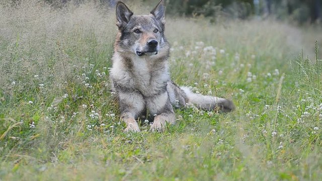 wolfdog in early morning field