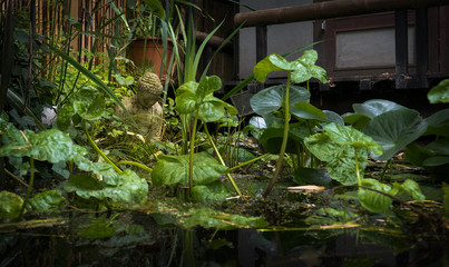 Peaceful Garden