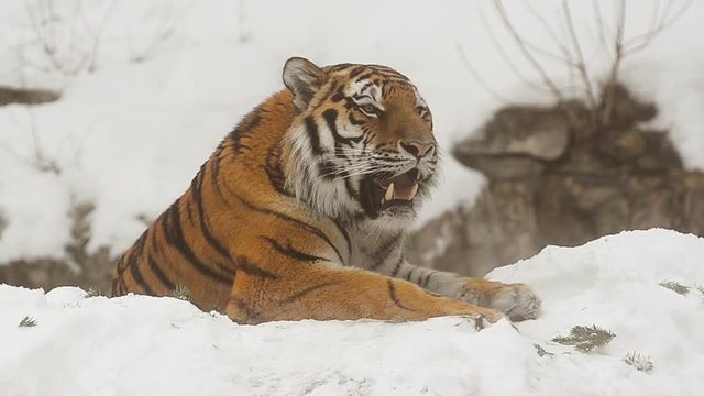 Amur tiger portrait in winter day
