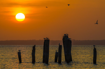 Amazing golden sunset over ocean with wooden poles and flying birds on Bubaque, Bijagos archipelago, Guinea Bissau
