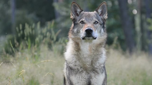 Wolfdog portrait in forest