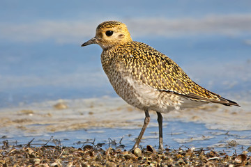 Obraz premium Golden plover in winter plumage close up portrait