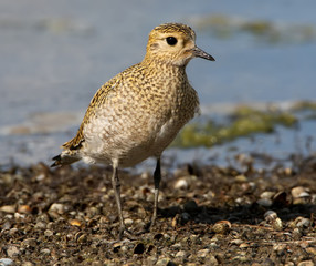 Close up front view on golden plover in winter plumage