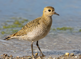 Extra close up and detailed portrait of golden plover in winter plumage.