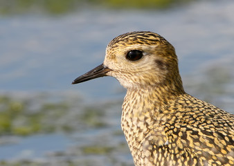 Extra close up and detailedview on head of golden plover in winter plumage.