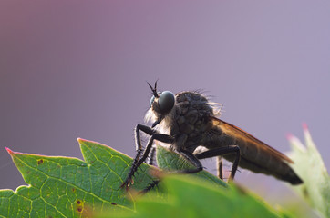 Zabójca