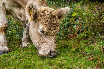 Cows of the Surrey Hills.