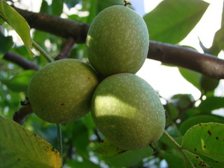 macro photo of fresh green young fruits of walnut on a tree branch with leaves on blue sky background as the source for design, printing, advertising, photo shop, decorating