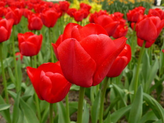 Colors Shining Bright