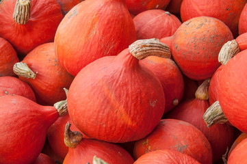 récolte de potimarons pour Halloween