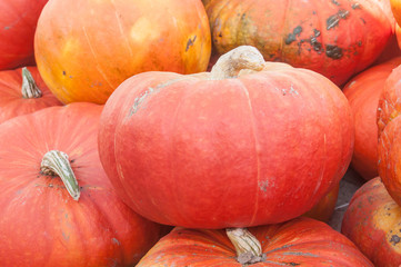 récolte de citrouilles pour Halloween