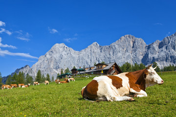 Fototapeta na wymiar Ein Paradies für Kühe auf der Walcheralm in Ramsau am Dachstein
