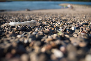 Plastic bottle on a stone beach showing pollution