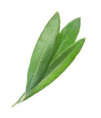 Olive leaves, isolated on white