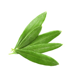 Obraz premium Olive leaves, isolated on white