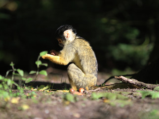 black-capped squirrel monkey (Saimiri boliviensis)