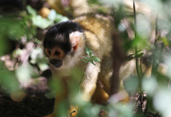 black-capped squirrel monkey (Saimiri boliviensis)