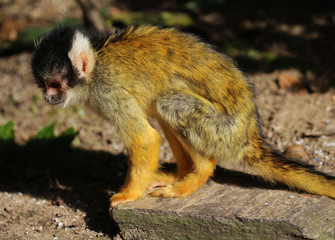 black-capped squirrel monkey (Saimiri boliviensis)