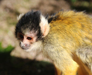 black-capped squirrel monkey (Saimiri boliviensis)