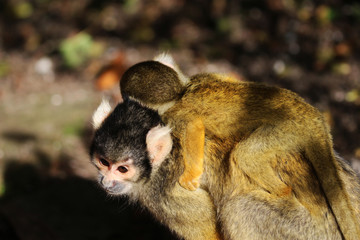 Obraz premium black-capped squirrel monkey (Saimiri boliviensis)