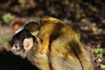 black-capped squirrel monkey (Saimiri boliviensis)