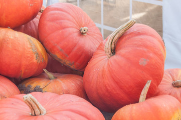 récolte de citrouilles pour Halloween