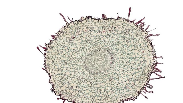 cross section cut of cymbidium root under the microscope