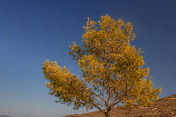 yellow leaves tree and sky