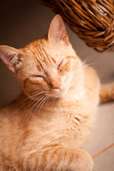 Fototapeta na wymiar Orange Cat