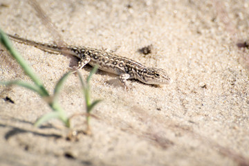 Desert Lizard